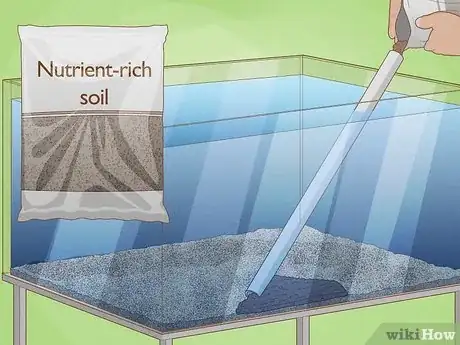 Image titled Plant an Amazon Sword Plant Step 4