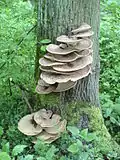 Polyporus squamosus