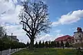 Ancient oak in downtown Horodok