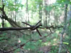 Barbed wire on the fence lfetovers