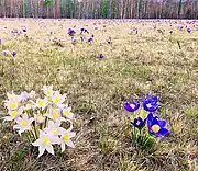 In Buryatia, Russia