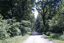 Forest of Bojčin