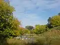 "Buwa" Pond