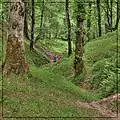 Dalikhani Forest