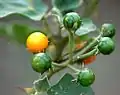 Unripe (green) and ripe (yellow)