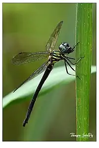 Idionyx travancorensis female