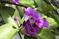 Mansoa alliacea Flowers Close up in Thailand