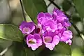 Mansoa alliacea in Thailand