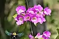 Mansoa alliacea in Thailand