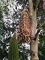 Fruits