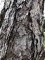 Close up, the bark seems to be made up of countless shiny metal pieces. Taiwan