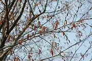 Flowers emerge before leaves