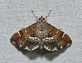 Hymenia perspectalis