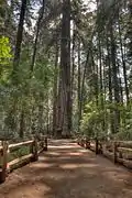 Trail with 280&nbsp;ft. tree in background