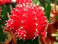 A lot of moon cacti created from red Gymnocalicium mihanovichii