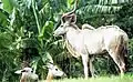 Nyala antelope 1997