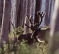 Selkirk Mountain caribou