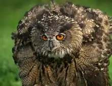 Eurasian eagle owl, Bubo bubo, erects the feathers on its neck to make itself appear larger