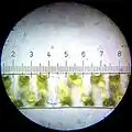 Spirogyra (Each numbered tick = 20&nbsp;μm)