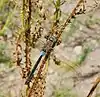 Anax parthenope