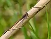 Sympecma fusca