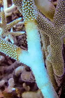 Image 36Acropora with brown band disease, Lizard Island (from Environmental threats to the Great Barrier Reef)