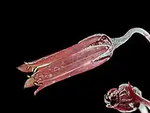 subg. .mw-parser-output span.smallcaps{font-variant:small-caps}.mw-parser-output span.smallcaps-smaller{font-size:85%}Dudleya — The flowers of Dudleya anthonyi