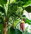 Banana 'tree' showing fruit and inflorescence