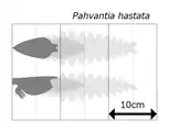 Size estimation