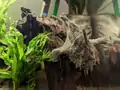 Brackish-water frogfish using pectoral fins for locomotion
