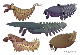 Stanleycaris, Hurdia, Aegirocassis, Peytoia and Cambroraster are all examples of hurdiid radiodonts.