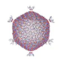 Corticovirus (Bacteriophage PM2), tailless phage
