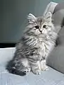 3-month-old female blue tortoiseshell kitten.