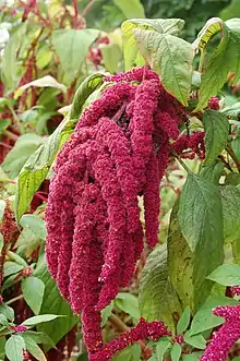 Amaranthus caudatus species of Amaranthus