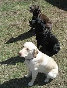 three Labrador Retrievers: yellow, black and chocolate