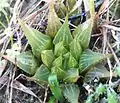 Haworthia mirabilis has sharp-pointed, translucent leaf faces with marginal spines