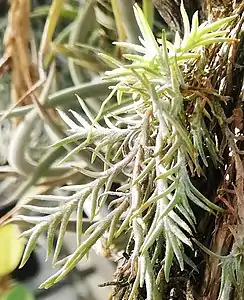 Specimen in cultivation