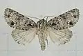 Acronicta pruinosa