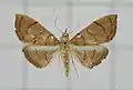 Hyalobathra illectalis