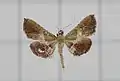 Endotricha ruminalis