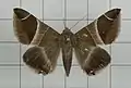 Bastilla analis
