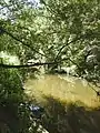 Kedron Brook looking upstream, Kalinga Park, Kalinga (2021).
