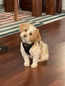 A cute bichon shih tzu dog