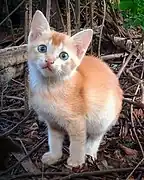 Golden ticked kitten.