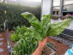 FarmBot grown Swiss chard being harvested.