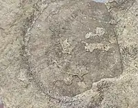 An unidentified orthid brachiopod from the Ancell Group in Dane County