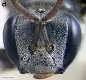 A. australis worker face. Scale bar = 0.25&nbsp;mm