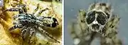 Abracadabrella elegans (Elegant Fly Mimic) from Grafton NSW an Australian Jumping Spider. Male, body length 3.8&nbsp;mm Composite picture showing spider from above and a view of the  eyes from rear