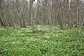 Grove forest in spring.