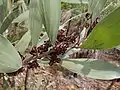 Leaves and pods